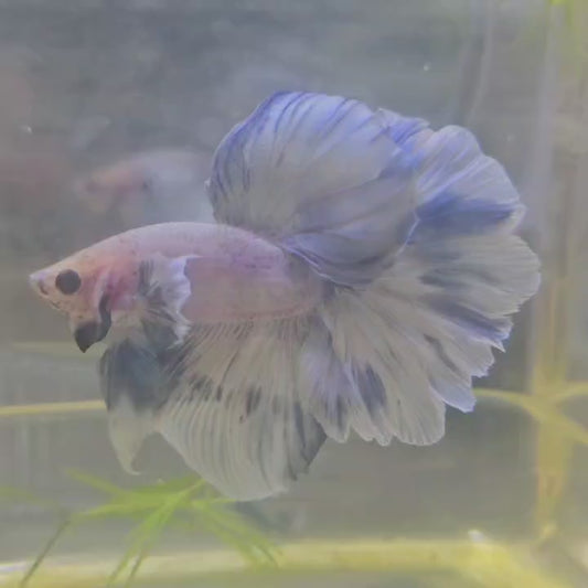 WHITE BLU DUMBO HALFMOON/青花色大耳半月251046