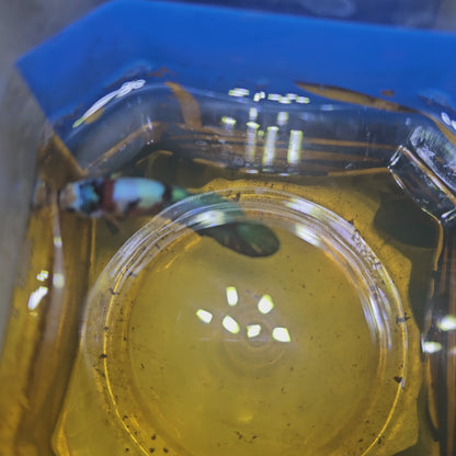 FULL COLOR GALAXY CANDY (BREEDING GRADE）/满色星河糖果种母251122