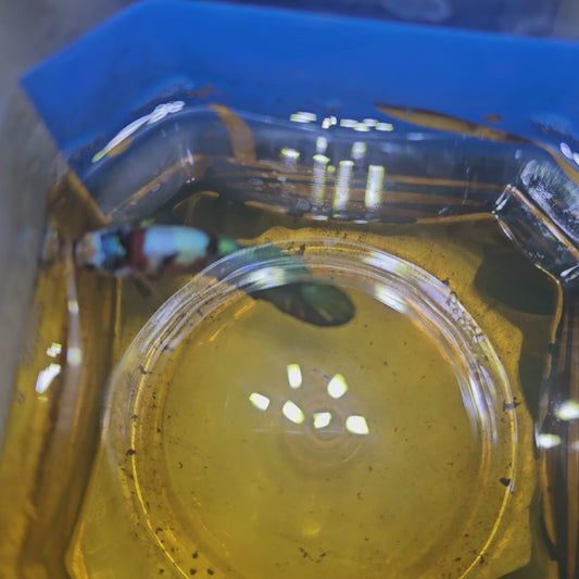 FULL COLOR GALAXY CANDY (BREEDING GRADE）/满色星河糖果种母251122