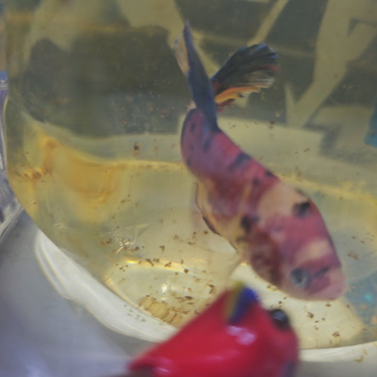 CANDY GALAXY GIANT 7/8CM 星河糖果巨斗将军251224