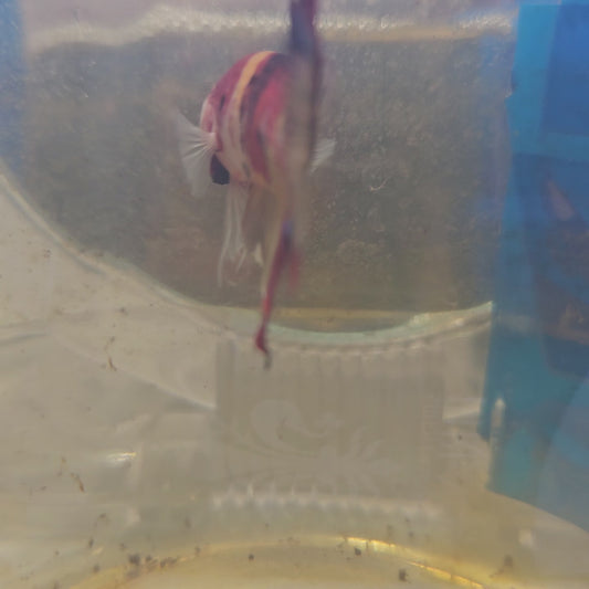 NEMO CANDY HMPK/尼莫糖果HMPK251298