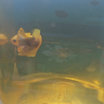 FULL COLOR YELLOW CANDY FEMMINA（BREEDING GRADE

）/种鱼级满色黄糖果251159