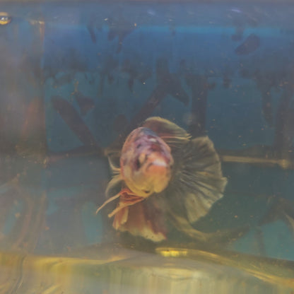 CANDY GIANT 7+/8CM 糖果巨斗251235