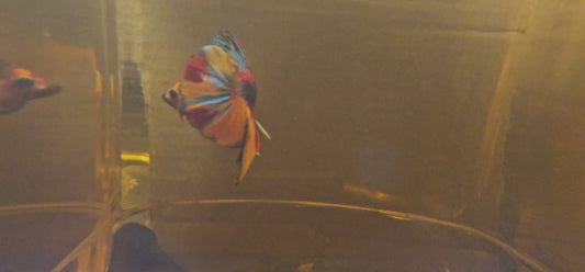 NEMO CANDY 0526
