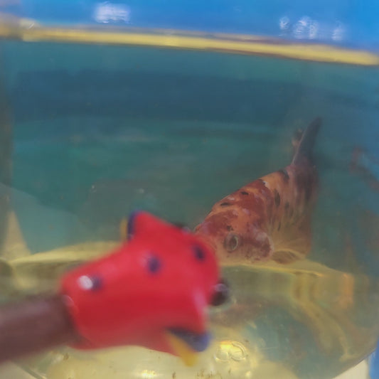 CANDY GIANT 7+/8CM 糖果巨斗将军251275