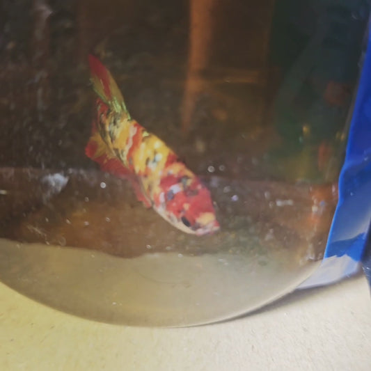 NEMO CANDY COLORED SPOTS
彩虹糖尼莫糖果251199