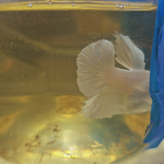 PURE WHITE DUMBO PK L/大号纯白大耳将军251154