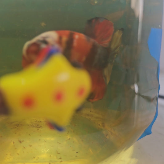 FULL COLOR MASK RED CANDY HMPK/满色面具红糖果251141