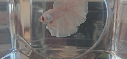 HALFMOON APACHE BIANCO PURO 250729