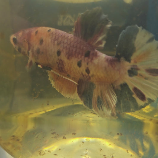 CANDY GIANT 7+/8CM 糖果巨斗将军251236