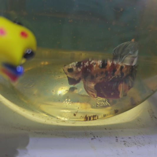 FULL COLOR GALAXY CANDY HMPK/满色星河糖果251129