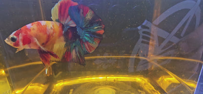 NEMO CANDY PK 0520