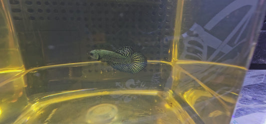 WILD BETTA ALIEN GRIGIO FERRO  CODA CHITARRA 0627