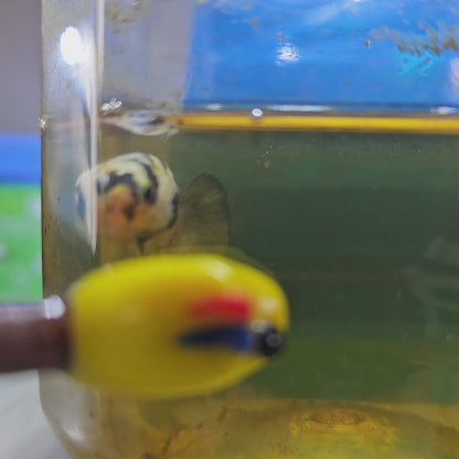 YELLOW CANDY TIGER(BREEDING GRADE)/种母黄老虎糖果251140