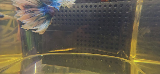 BLUE BIANCO FEATHER TAIL HALFMOON (APACHE) 0614