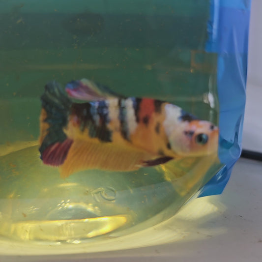 FULL COLOR RAINBOW CANDY (BREEDING GRADE)/种母满色彩虹糖果251145