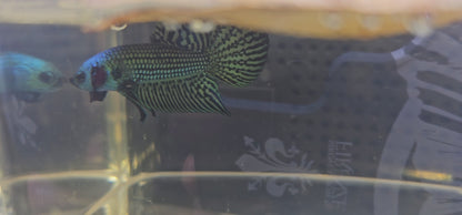 WILD BETTA ALIEN  CODA CHITARRA, BLUE 0629