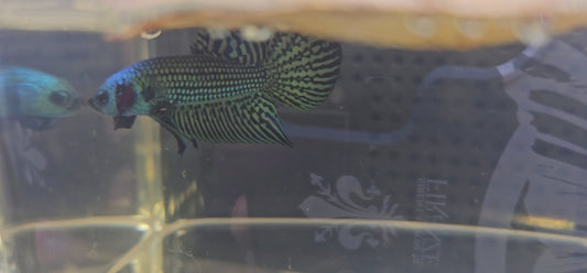 WILD BETTA ALIEN  CODA CHITARRA, BLUE 0629