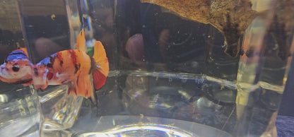 NEMO CANDY  0523