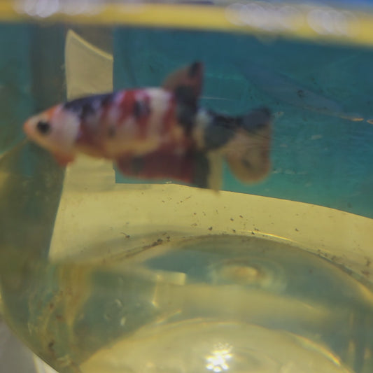 CANDY GALAXY PK FEMMINA/星河糖果将军种母251284