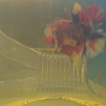 RED GALAXY CANDY HMPK/红星河糖果251127