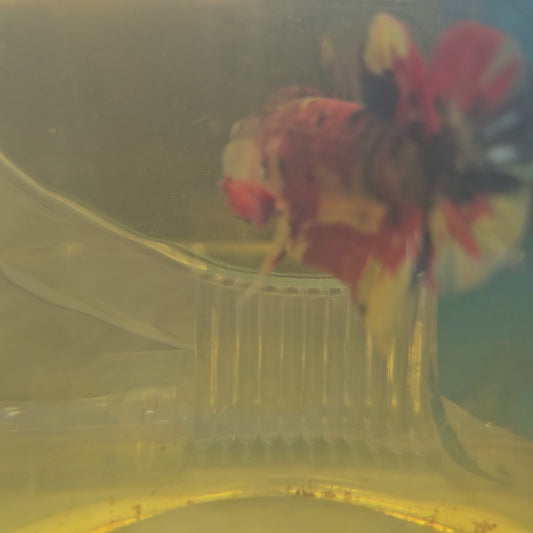 RED GALAXY CANDY HMPK/红星河糖果251127