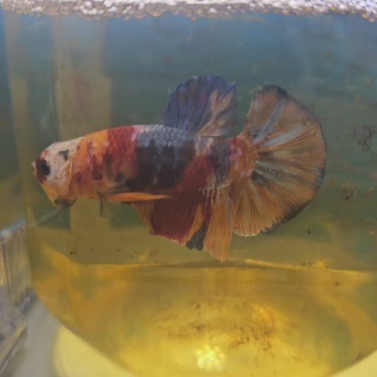 FULL COLOR CANDY GALAXY HMPK/满色星河糖果251163