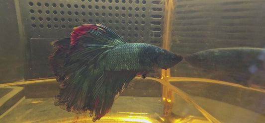 BLUE RED ROSE TAIL HALFMOON (OHM)0612