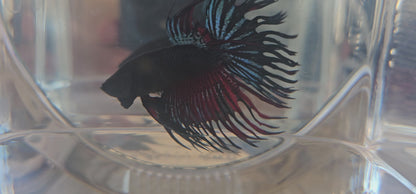CT BLACK-RED 250720