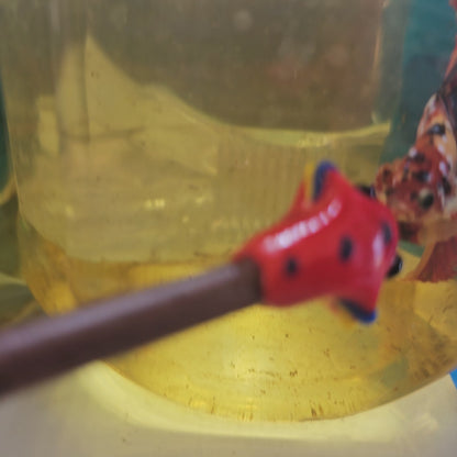 RED CANDY HALFMOON/红糖果将军OHM 251261