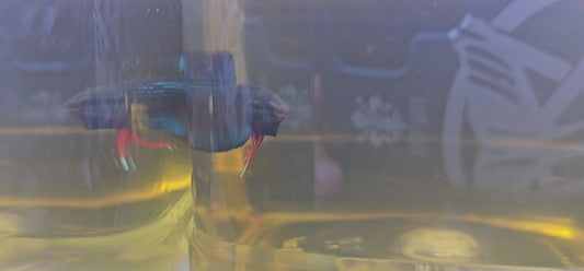 WILD BETTA IMBELLIS 0622