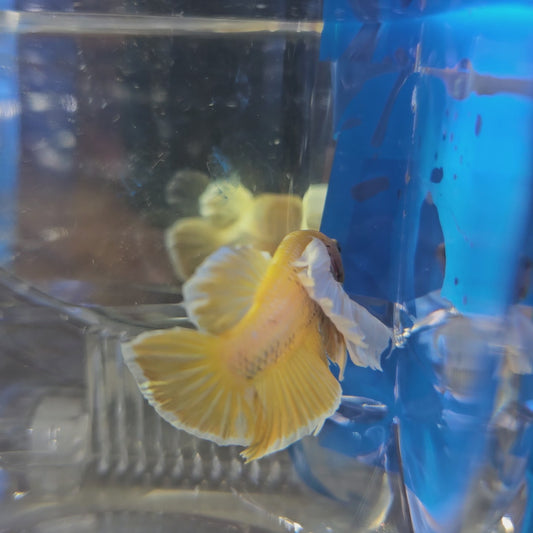 SUPER DUMBO GOLD 250986