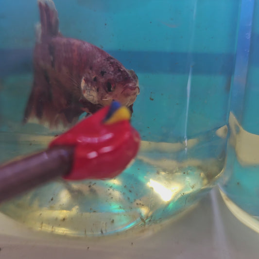 VIOLA CANDY GIANT 7+/8CM 紫罗兰糖果巨斗将军251238