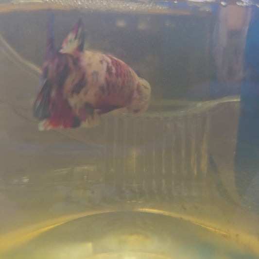 FULL COLOR CANDY （BREEDING GRADE

）/种母级满色糖果251106