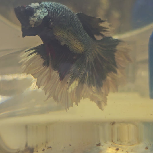 ROSE TAIL COPPER HALFMOON /金属玫瑰尾半月251260