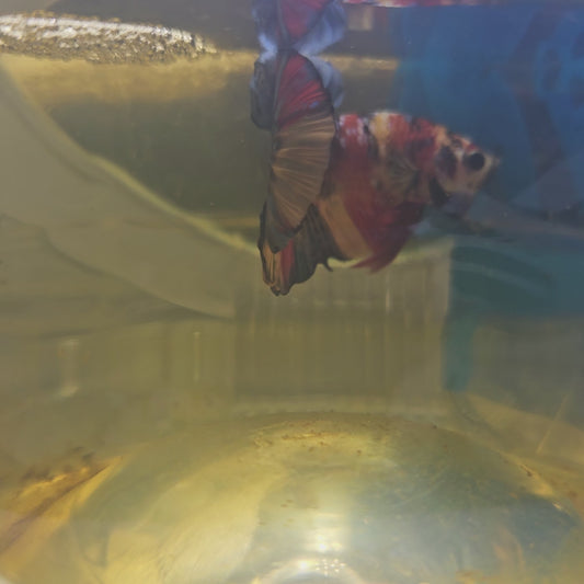 FULL COLOR CANDY GALAXY HMPK/满色星河糖果251157