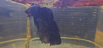 BLACK GLOW SUPER ROSE TAIL HALFMOON (OHM+) 0654