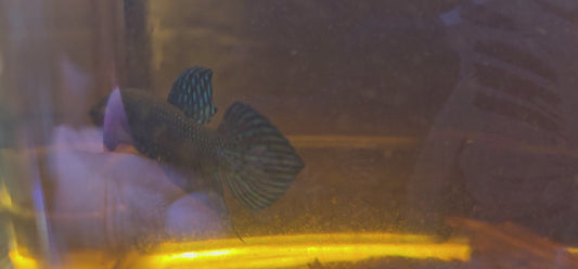MAHACHAI WILD BETTA 07 (CODA CHITARRA)