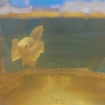 PURE DUMBO PK/纯白大耳将军251178