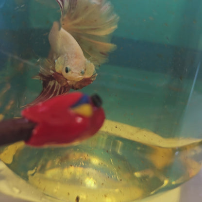 ROSE TAIL PURPLE WHITE HALFMOON/玫瑰尾白紫罗兰半月251206