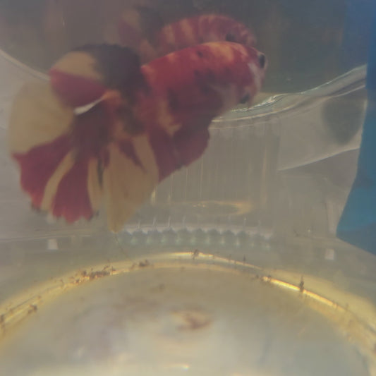 NEMO CANDY HMPK/尼莫糖果HMPK 251285