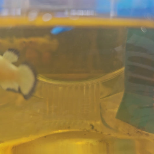 BLUE RIM S（BREEDING GRADE）/小号净身青花种母251161