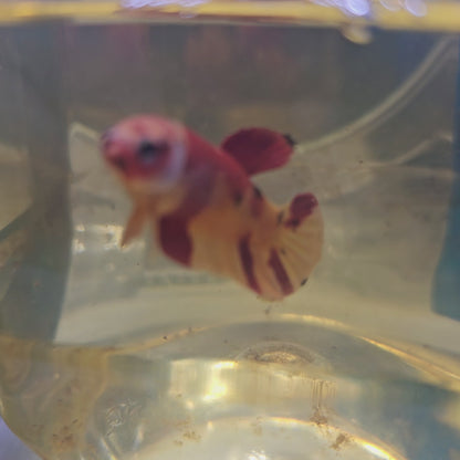 YELLOW RED CANDY FEMMINA/红黄糖果种母鱼251242