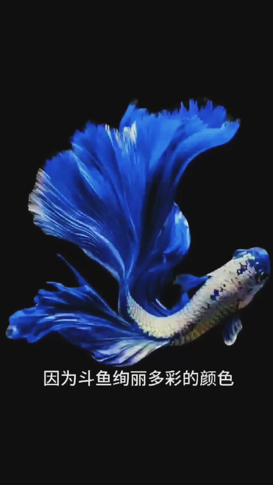 ACQUARIO A SISTEMA:PER 100 BETTA(PERSONALIZZAZIONE NECESSARIA)