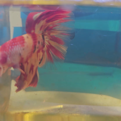 NEMO CANDY HALFMOON/ 尼莫糖果半月251254