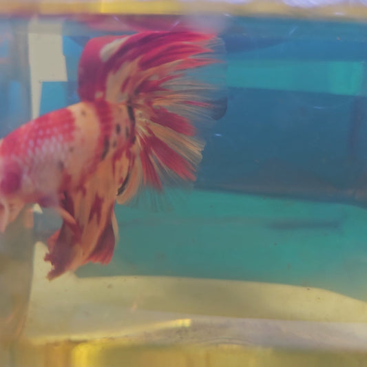 NEMO CANDY HALFMOON/ 尼莫糖果半月251254