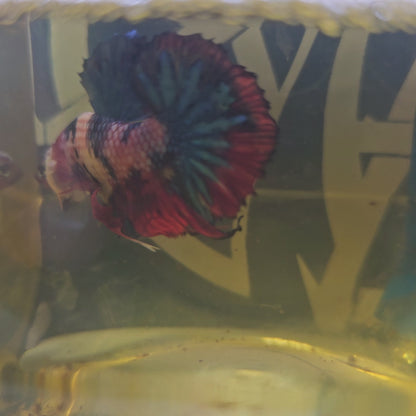 CANDY GALAXY HMPK /星河糖果将军251250