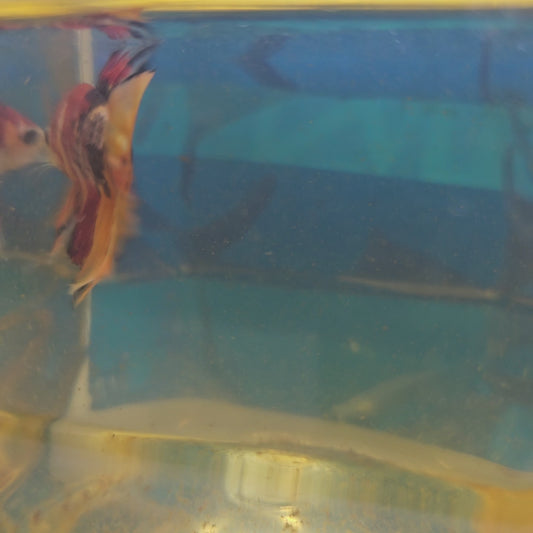 NEMO CANDY HMPK/ 尼莫糖果将军251217