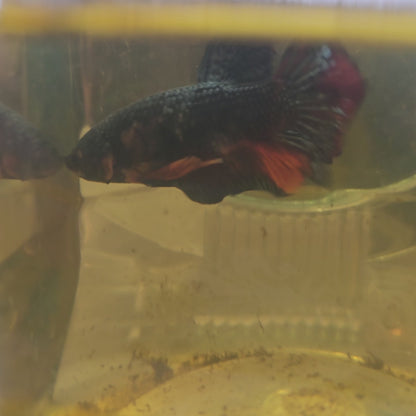 COPPER CANDY HMPK/ 金属糖果将军251203