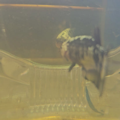 BLACK SAMURAI (METEOR TAIL)/种母星尾黑武士251112